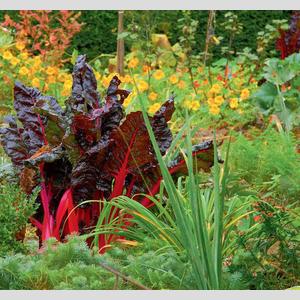Buchauszug 1 von Der Traum vom Bauerngarten