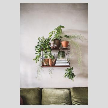 Buchauszug 2 von Plant Tribe – Vom glücklichen Leben mit Pflanzen